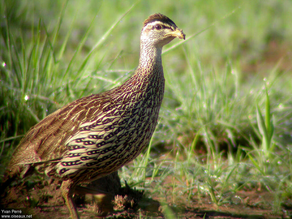 Double-spurred Francolinadult, aspect