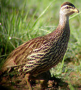 Double-spurred Spurfowl