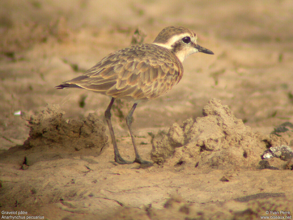 Kittlitz's Plover