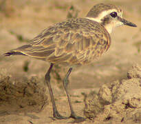 Kittlitz's Plover