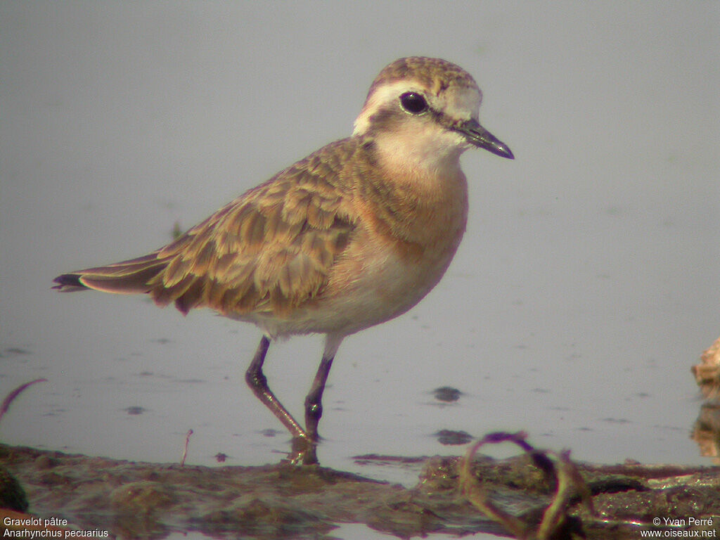 Kittlitz's Plover