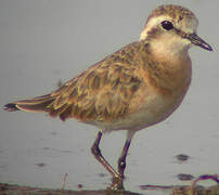 Kittlitz's Plover