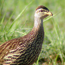 Francolin à double éperon