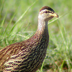Francolin à double éperon