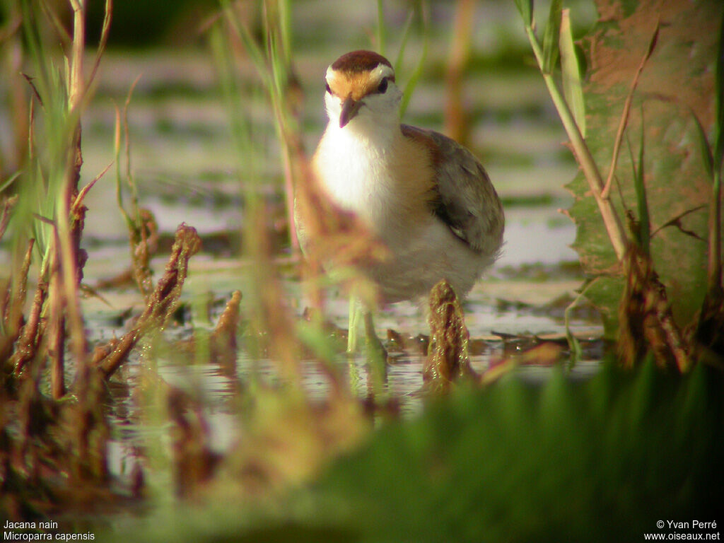 Jacana nainadulte