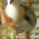 Jacana nain