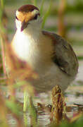 Lesser Jacana