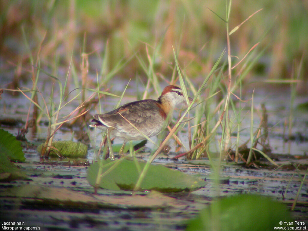 Lesser Jacanaadult