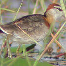 Jacana nain