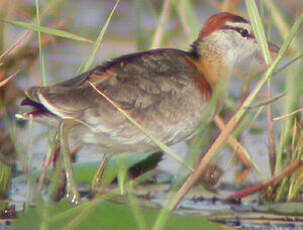 Jacana nain