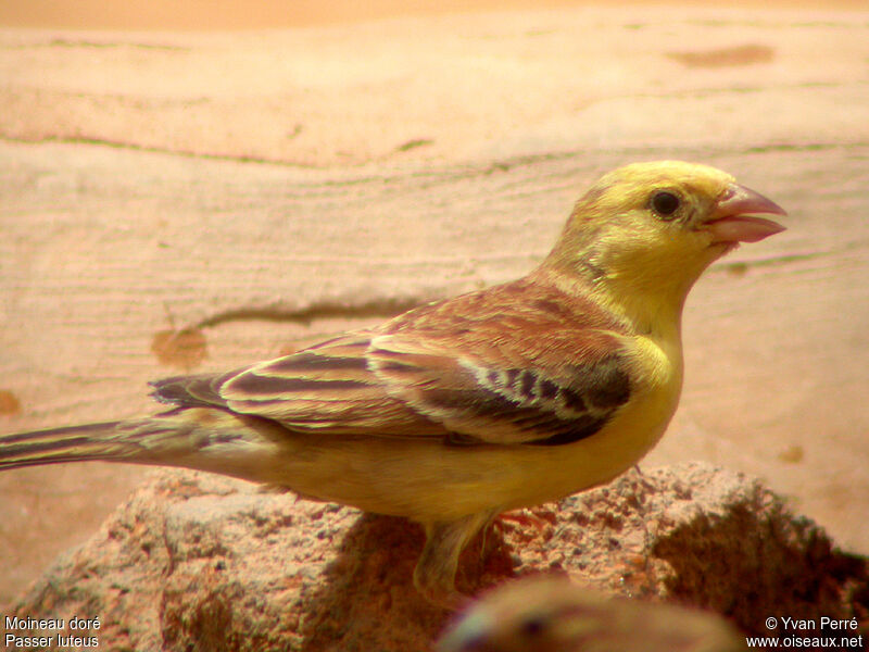 Sudan Golden Sparrow male adult