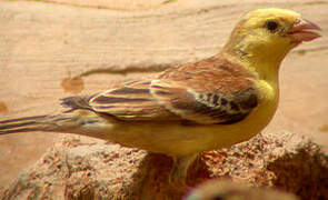 Moineau doré