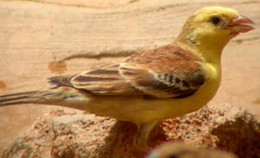 Moineau doré