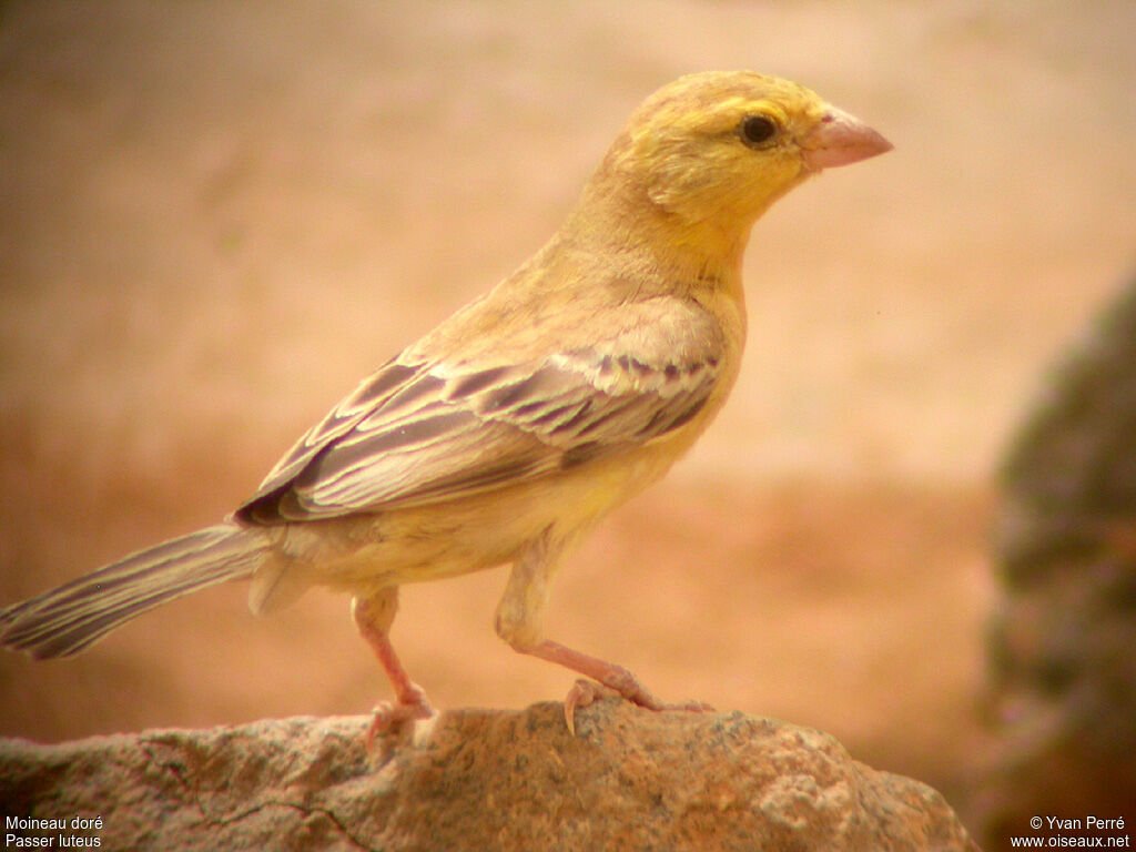 Sudan Golden Sparrow