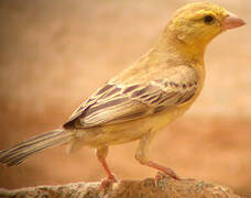 Sudan Golden Sparrow