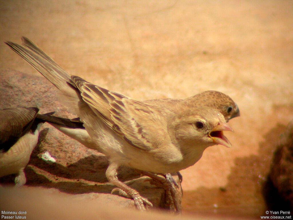 Moineau doré