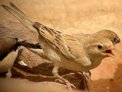 Sudan Golden Sparrow