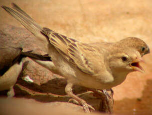 Moineau doré