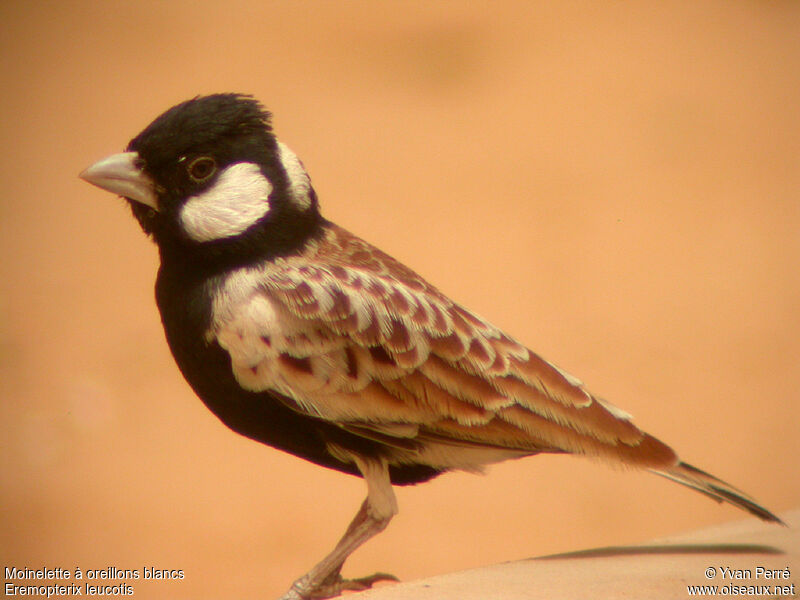 Chestnut-backed Sparrow-Lark male adult