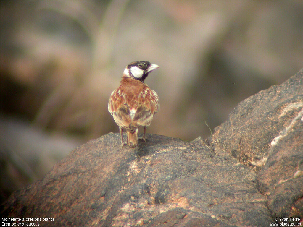 Chestnut-backed Sparrow-Lark male adult