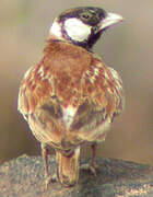 Chestnut-backed Sparrow-Lark