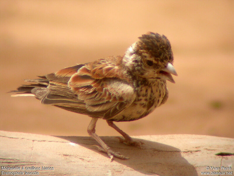 Chestnut-backed Sparrow-Lark female adult