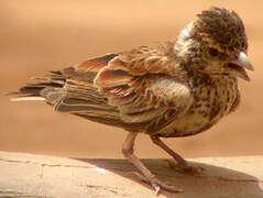 Chestnut-backed Sparrow-Lark