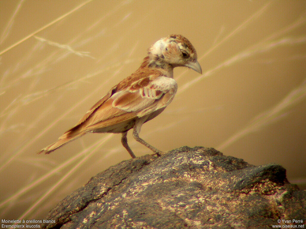 Chestnut-backed Sparrow-Lark