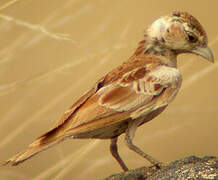 Chestnut-backed Sparrow-Lark