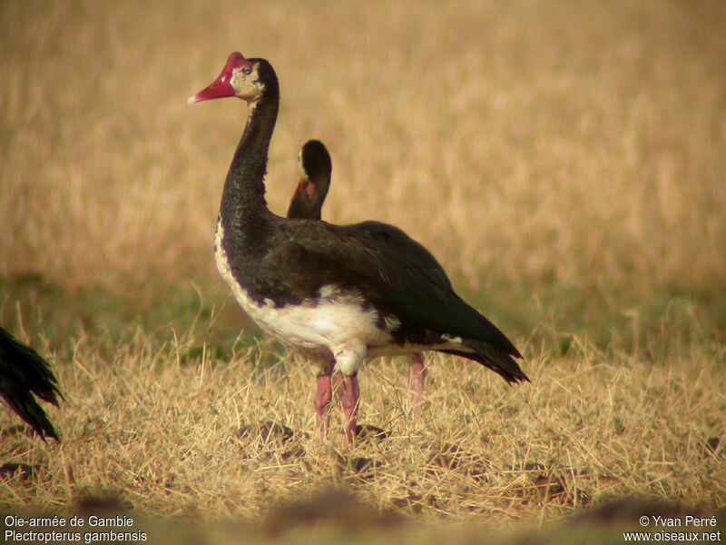 Spur-winged Goose male adult