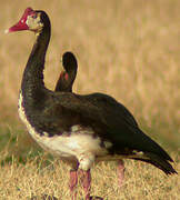 Spur-winged Goose