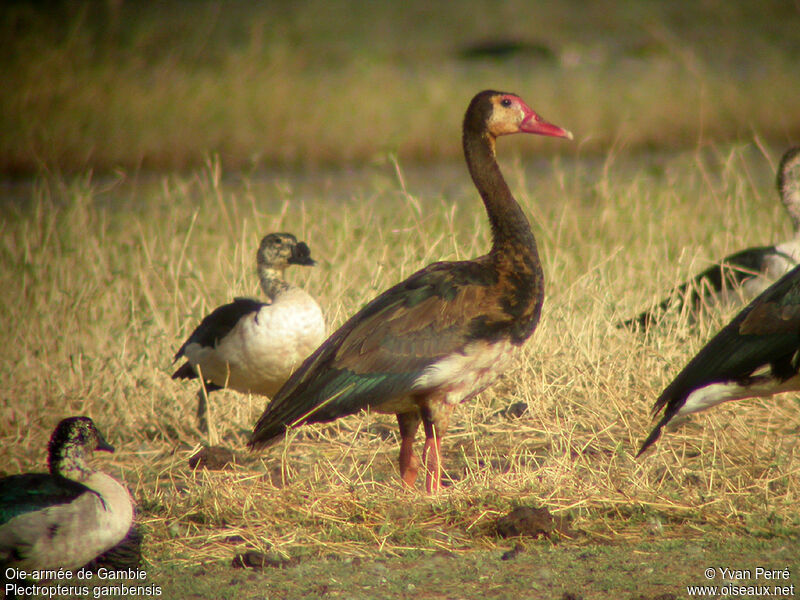 Spur-winged Goose female adult