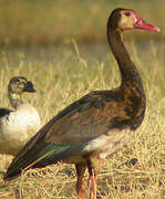 Spur-winged Goose