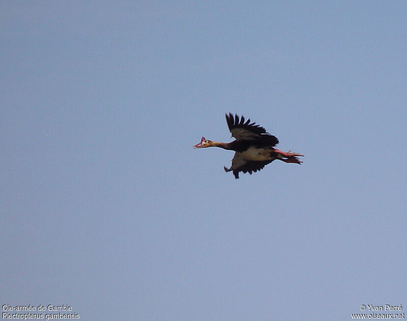 Spur-winged Goose male immature