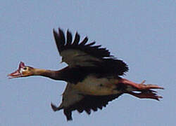 Spur-winged Goose