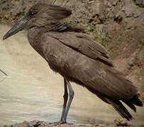 Hamerkop