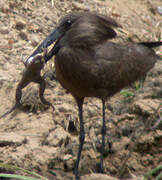 Hamerkop