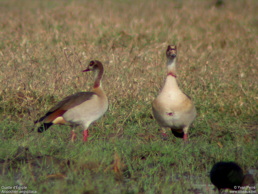 Egyptian Goose adult