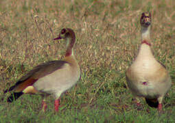 Egyptian Goose