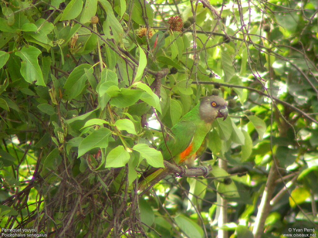 Senegal Parrot