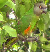 Senegal Parrot