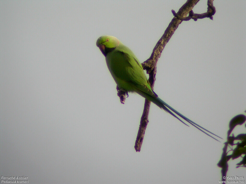 Rose-ringed Parakeet male adult