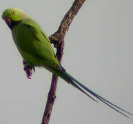 Rose-ringed Parakeet