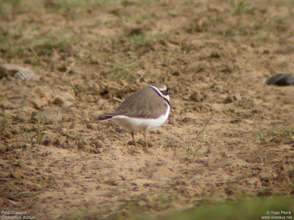 Little Ringed Ploveradult