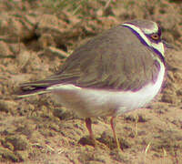 Little Ringed Plover