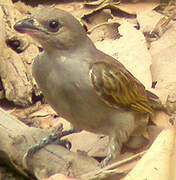 Lesser Honeyguide