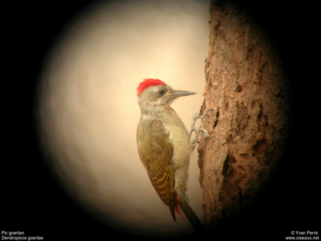 African Grey Woodpecker male adult