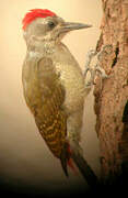 African Grey Woodpecker