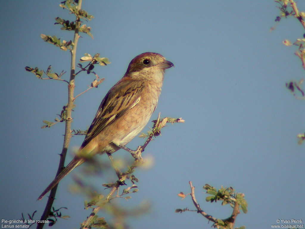 Woodchat Shrike female adult