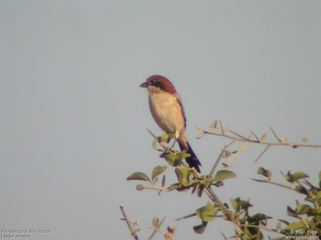 Woodchat Shrike male adult